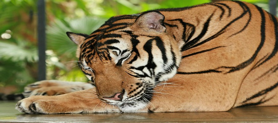 Here Is The Number 1 Why Sleep Is Essential For Our Health Sleep Is Essential For Our Health