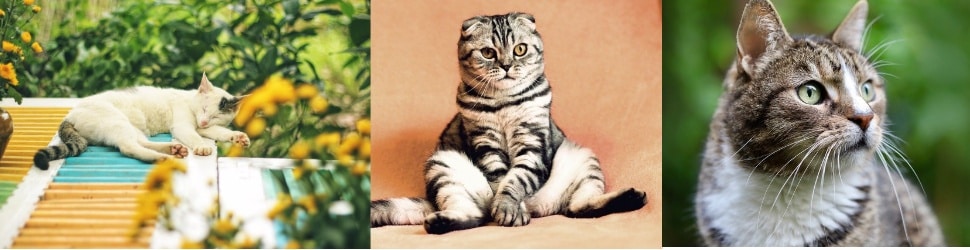 three beautiful cats The Grain-Free Canned Cat Food
