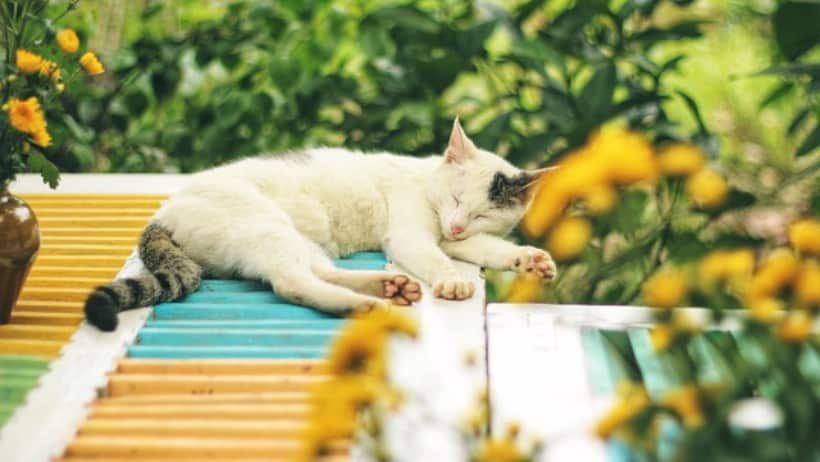 Best Canned Cat Food on a Budget 24 Pack wet Chicken Food