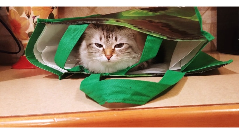 My sweet friend Brenda's cat after shopping